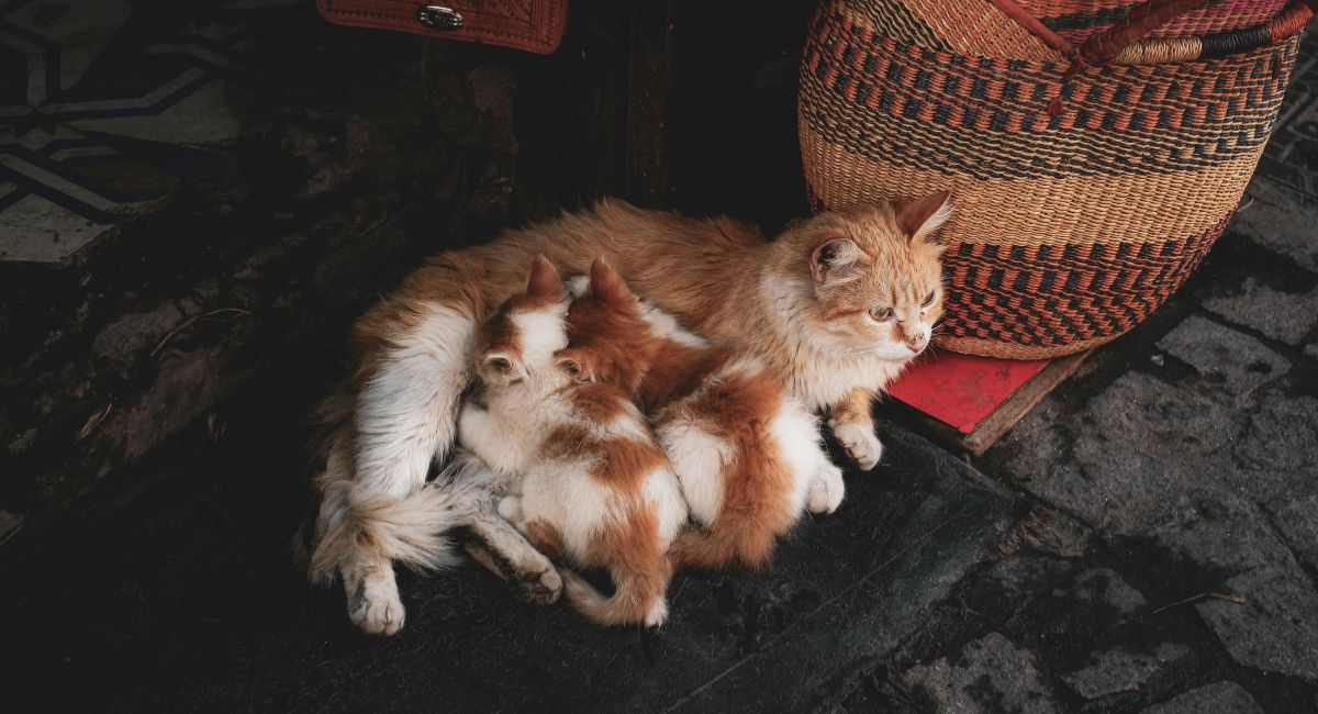 Found Kittens? Follow This Step-by-Step Guide